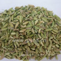 New Crop Clean Well Dried No Moldy Fennel Seeds